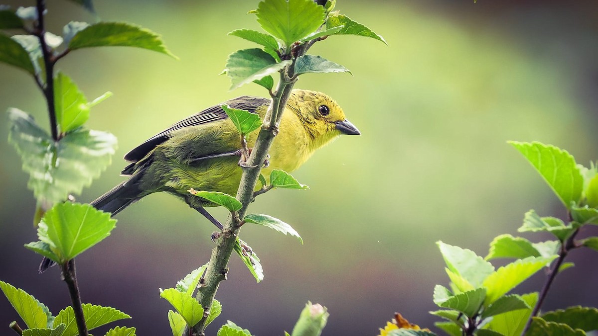 Yellow-headed Brushfinch - German Aguilar Vega