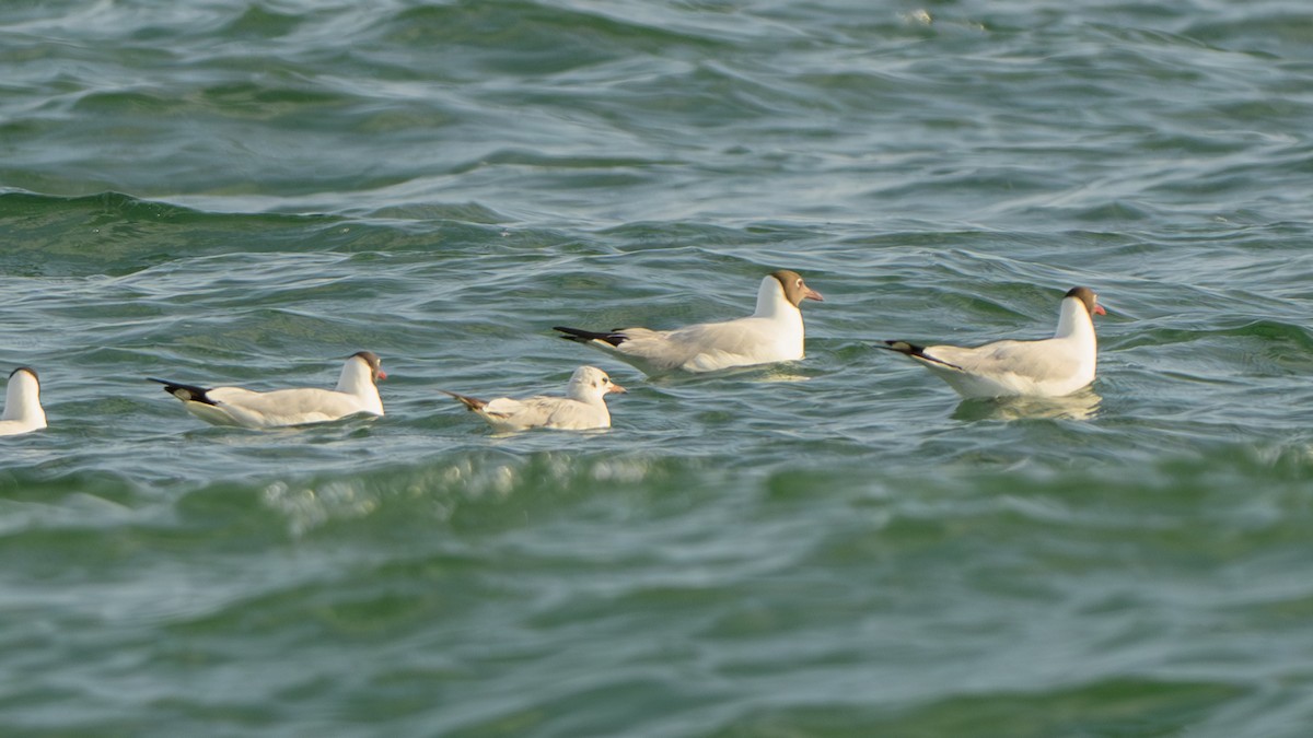 Black-headed Gull - ML618614750