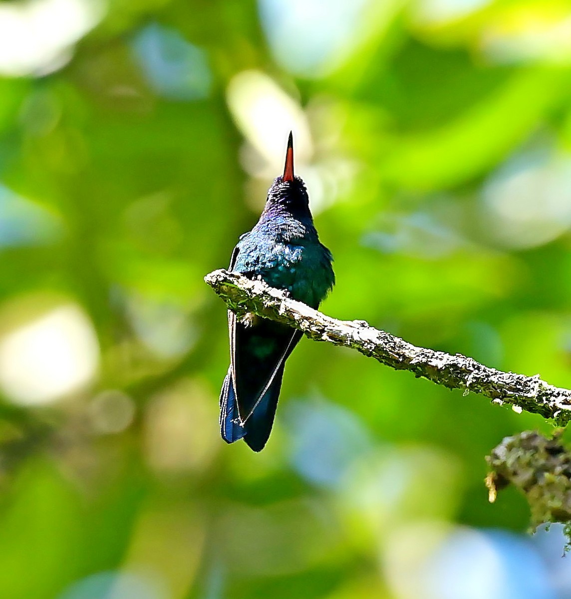 kolibřík dominický - ML618614758