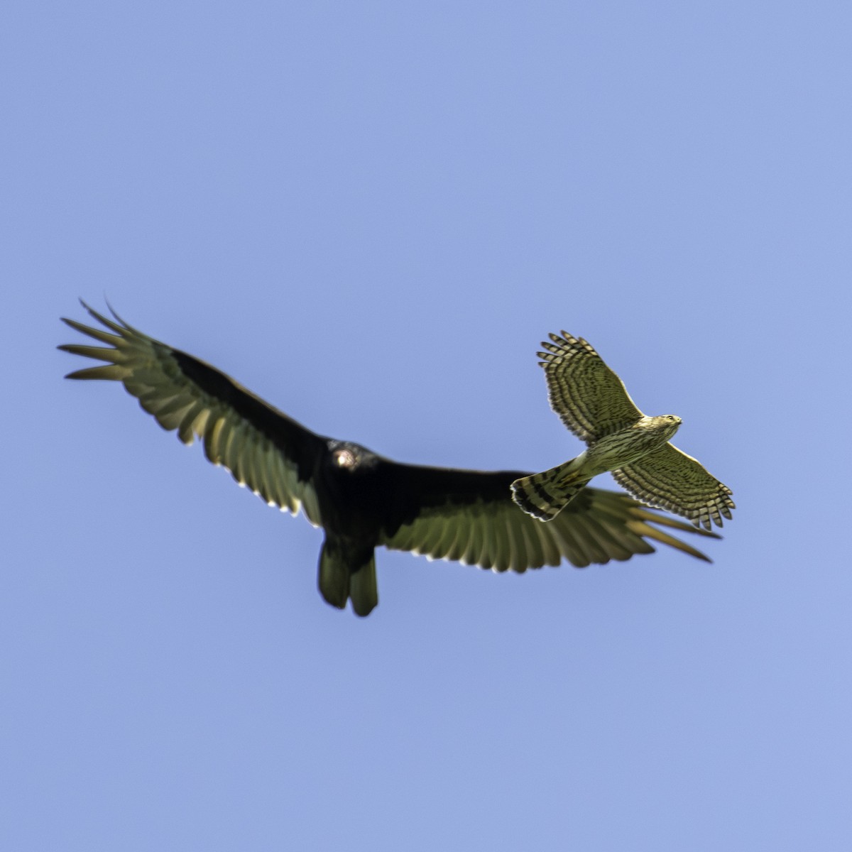 Cooper's Hawk - Scott Fraser