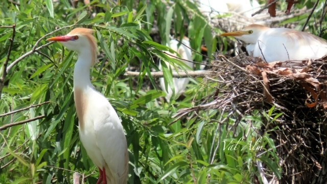 Чапля єгипетська (підвид ibis) - ML618614787
