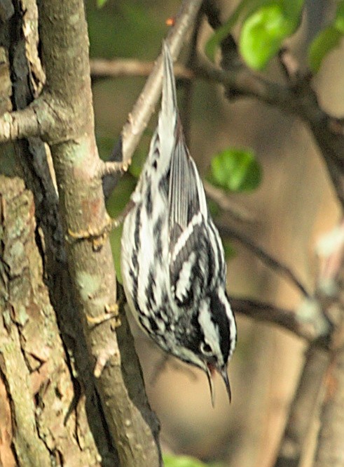 Black-and-white Warbler - ML618614791