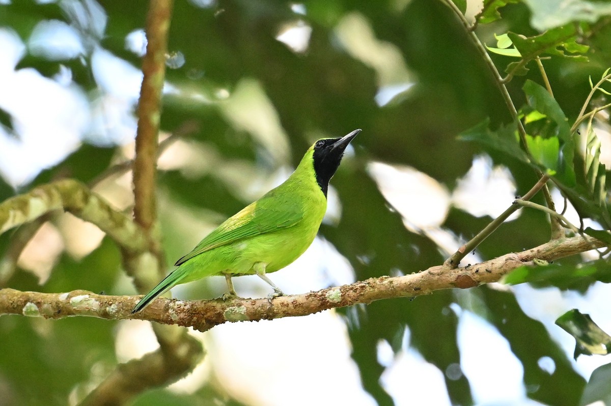 Lesser Green Leafbird - Jacob Lai