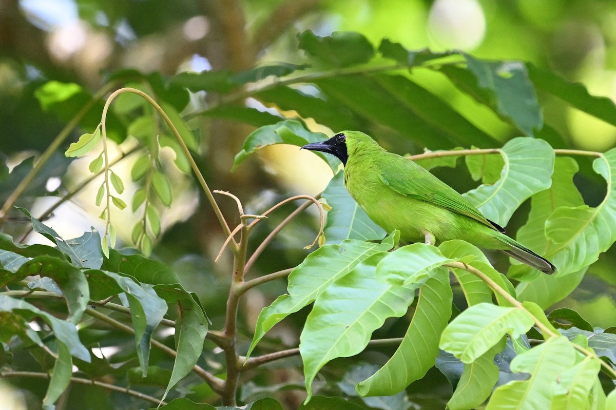 Lesser Green Leafbird - Jacob Lai