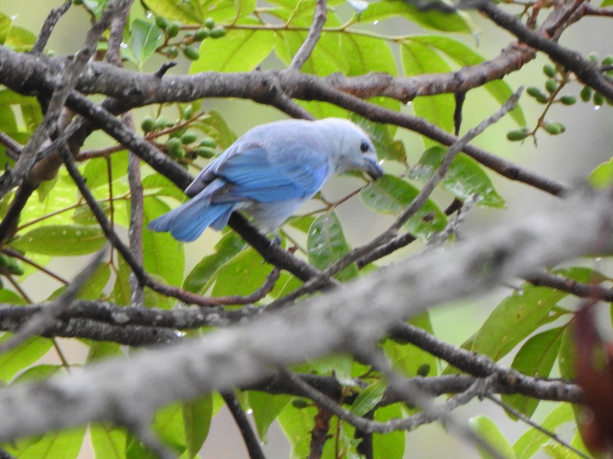 Blue-gray Tanager - ML618614799