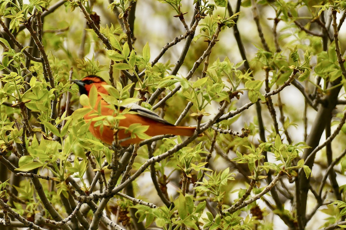 Bullock's Oriole - ML618614824