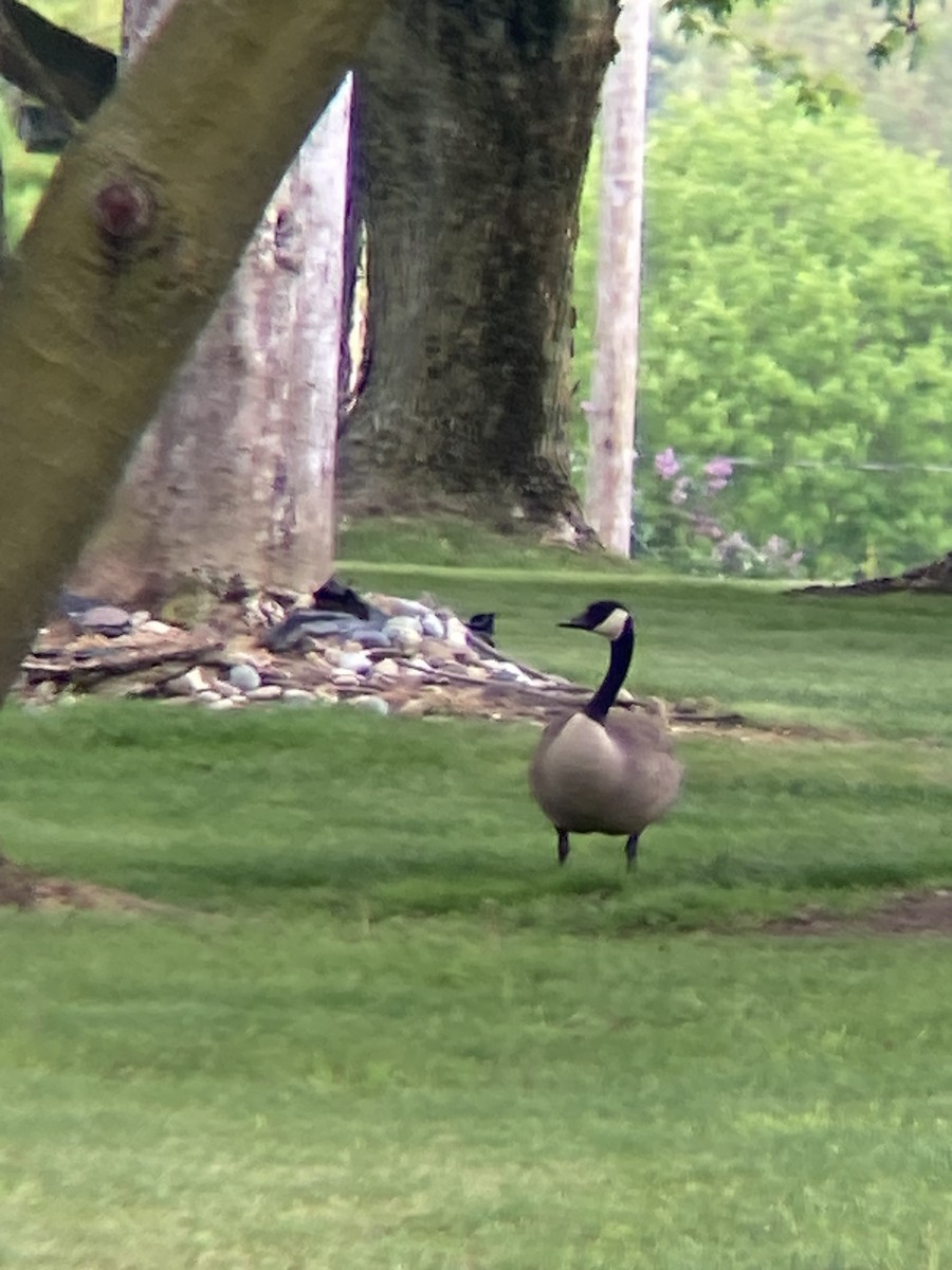 Canada Goose - Zack Lash