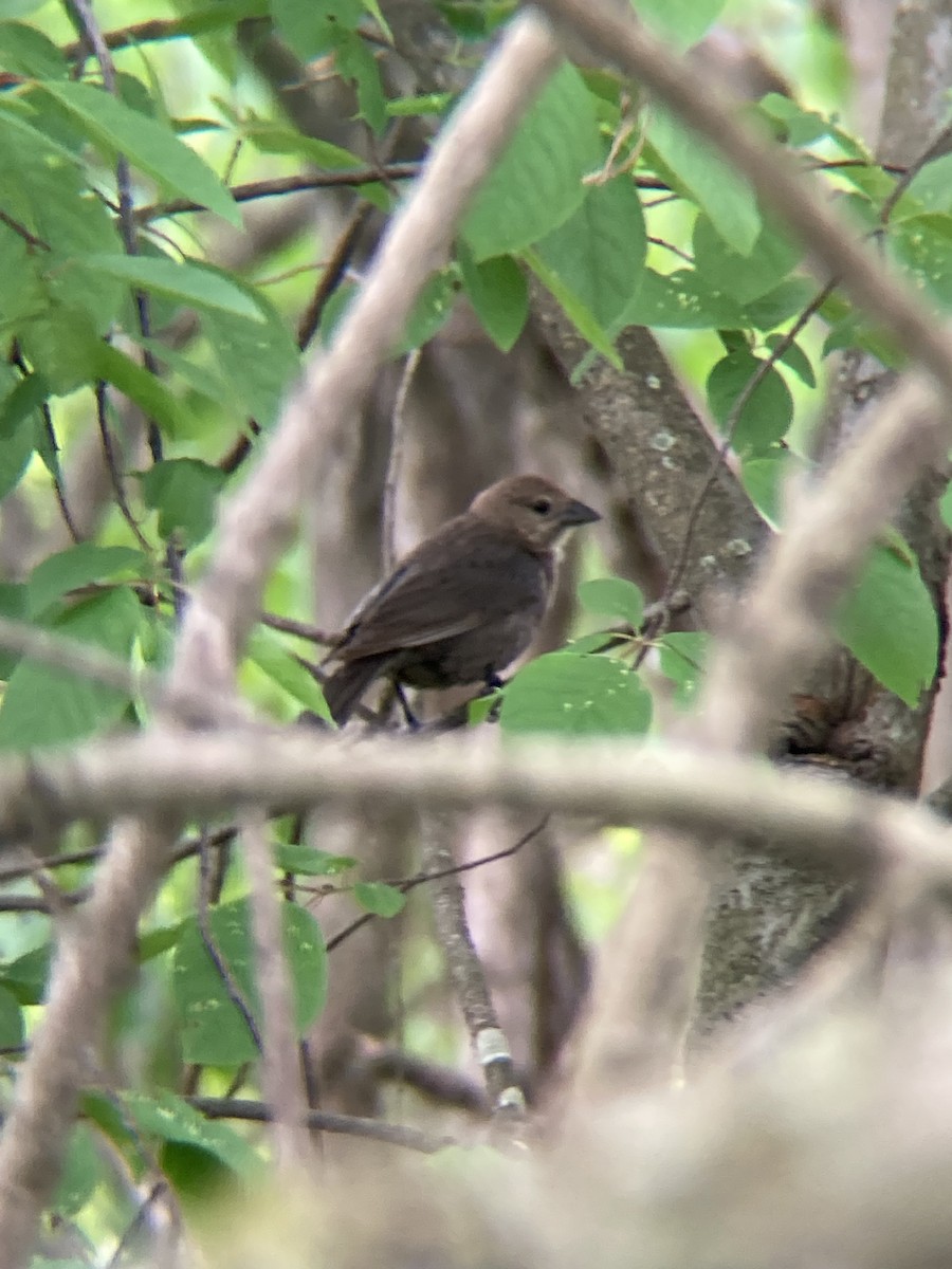 Brown-headed Cowbird - Zack Lash