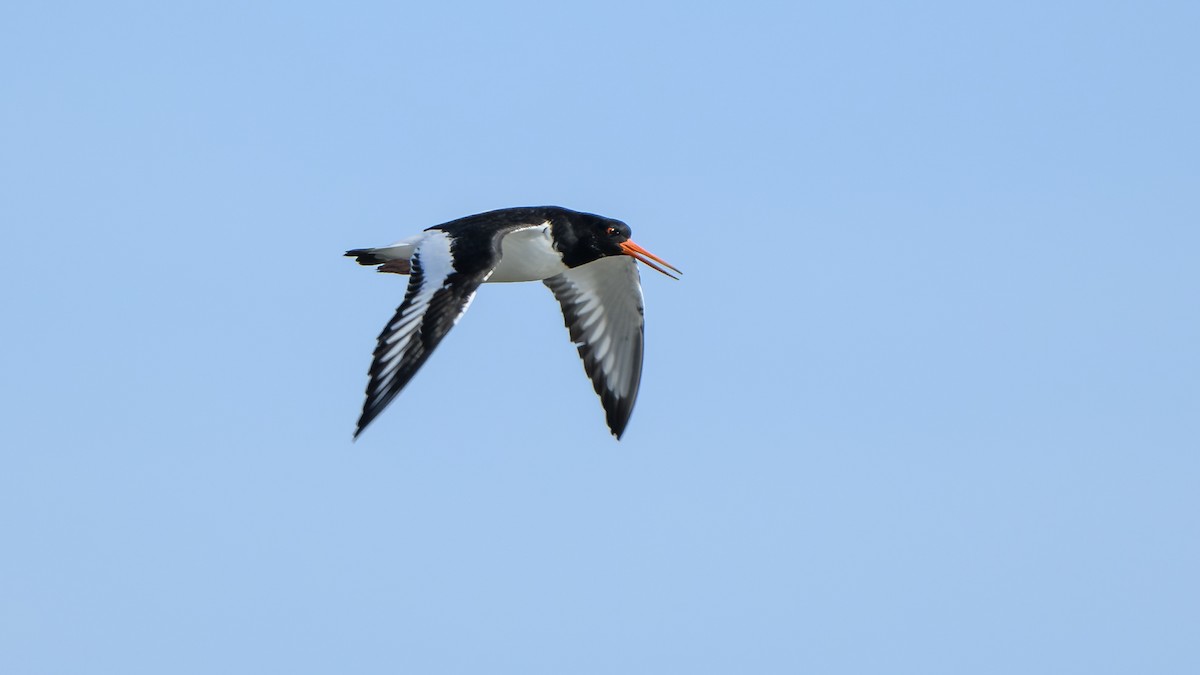 Eurasian Oystercatcher - Shashika Bandara