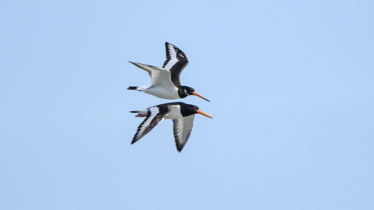 Eurasian Oystercatcher - Shashika Bandara