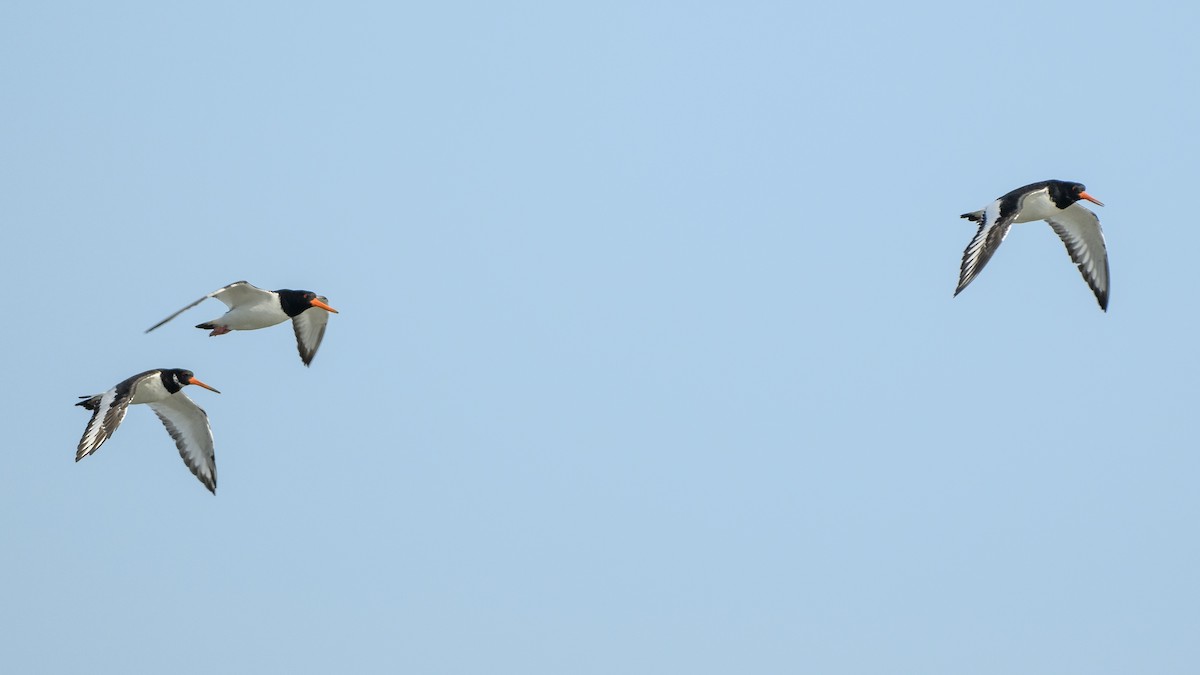 Eurasian Oystercatcher - ML618614880