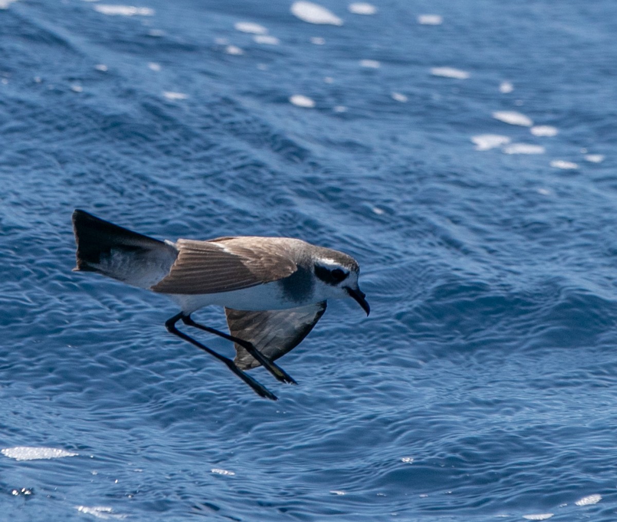 White-faced Storm-Petrel - Hoeckman's Wildlife