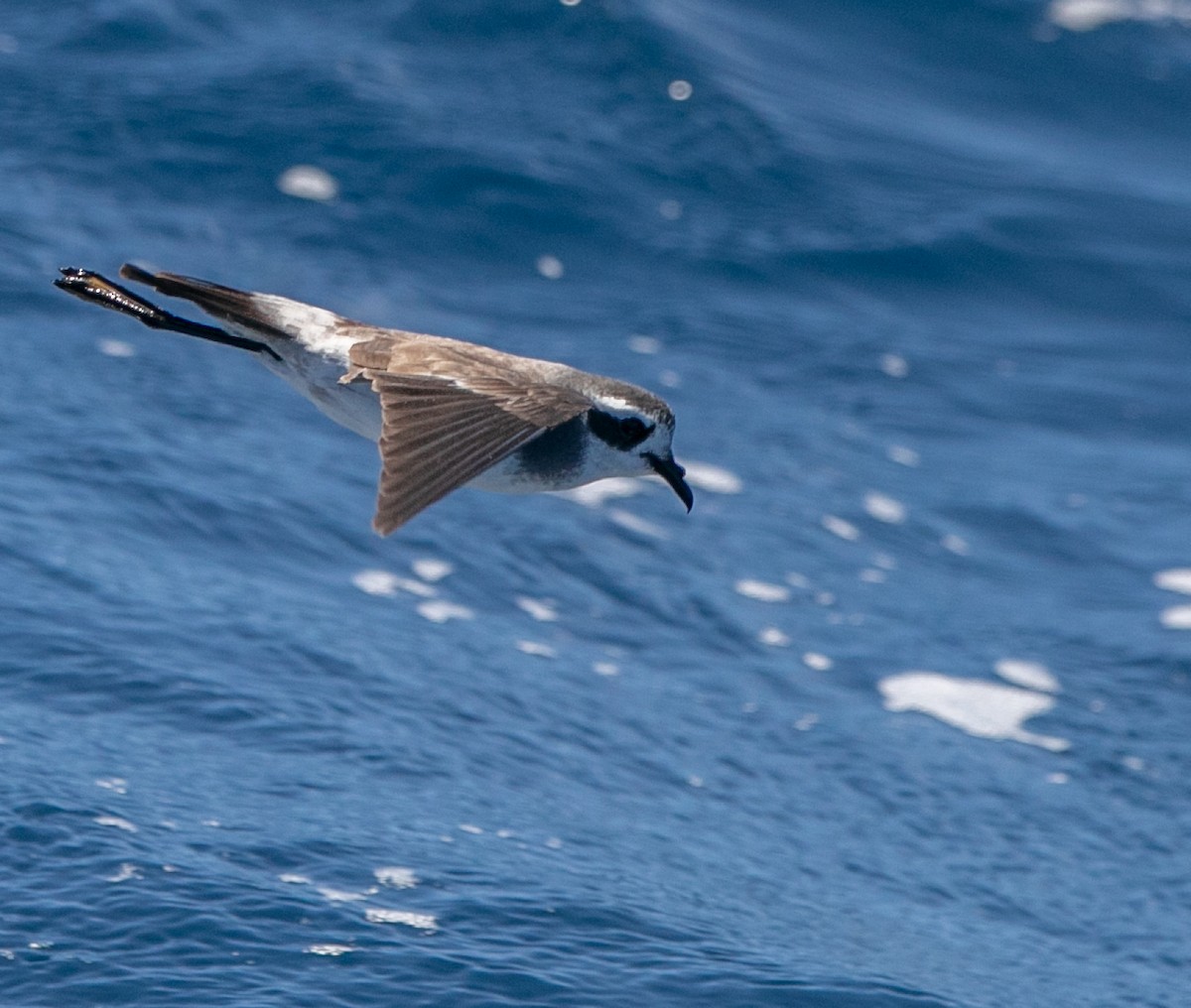 White-faced Storm-Petrel - Hoeckman's Wildlife