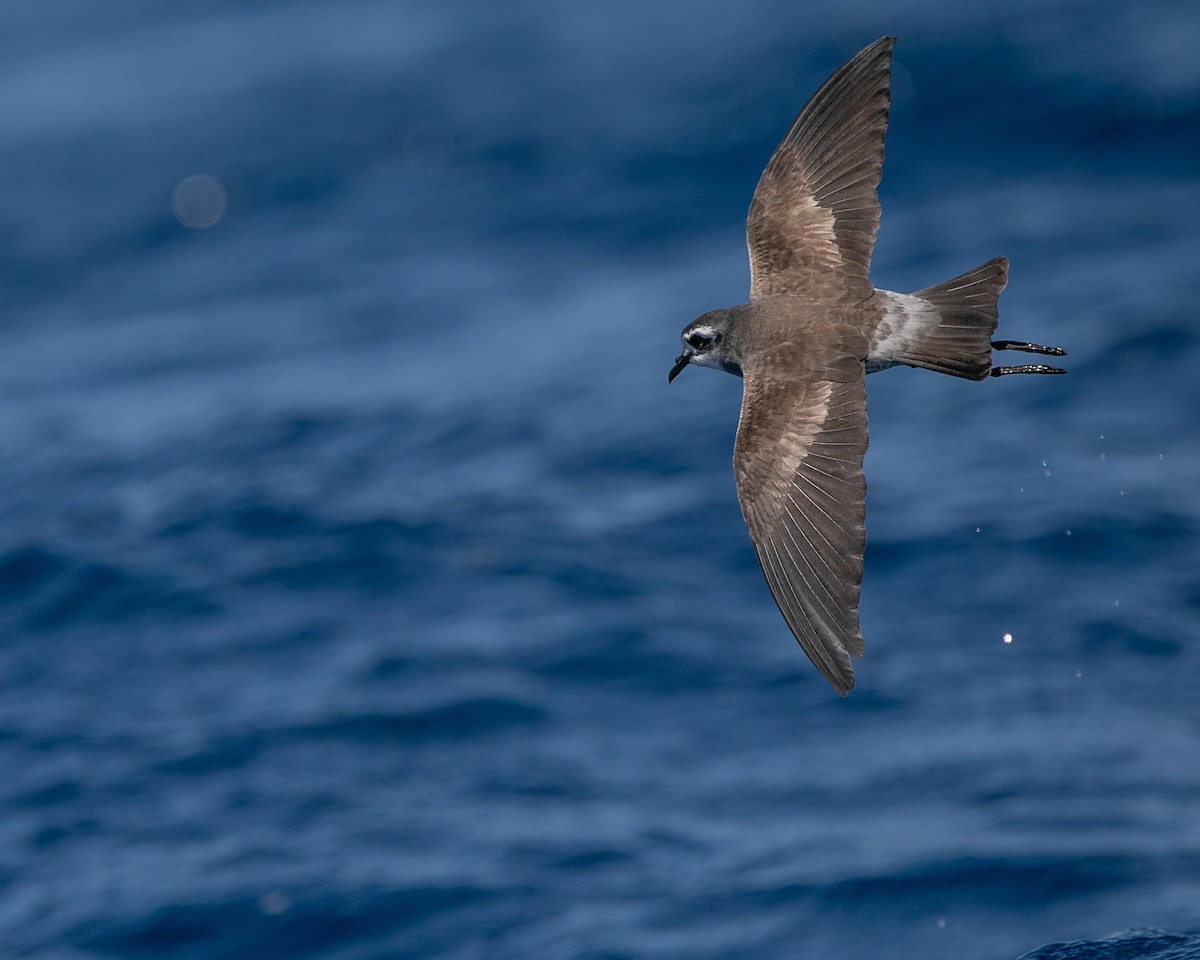 White-faced Storm-Petrel - Hoeckman's Wildlife