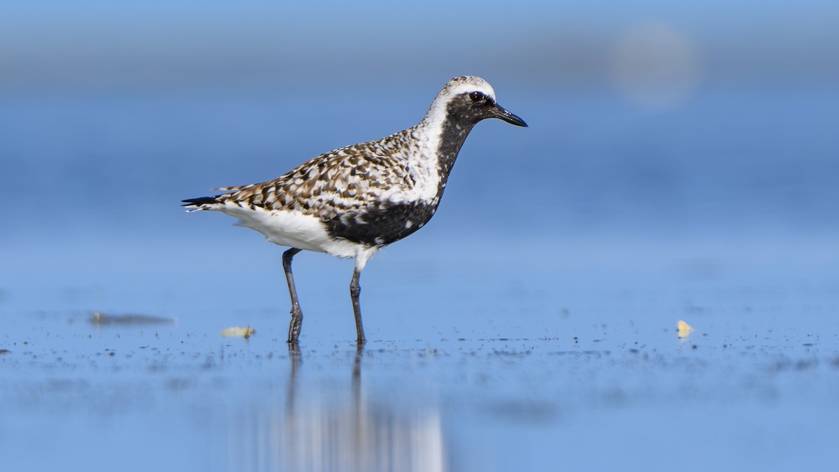 Black-bellied Plover - ML618614896