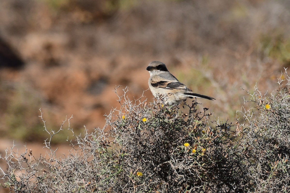 Great Gray Shrike (Sahara) - Igor Długosz