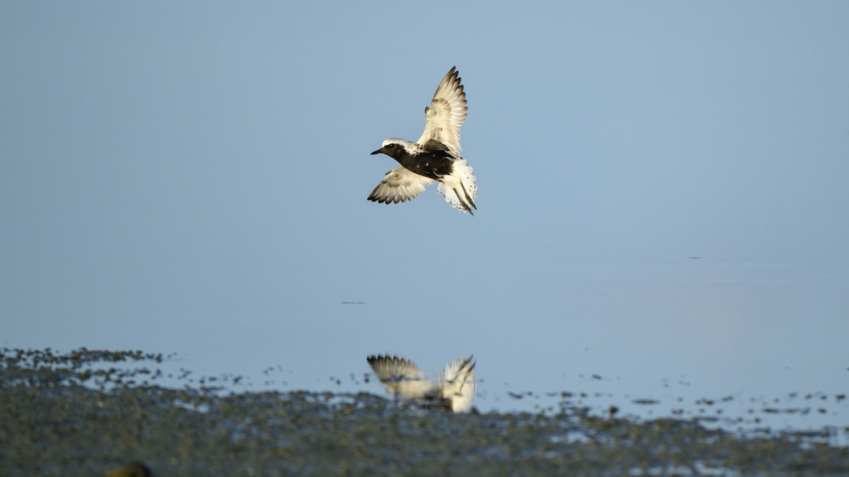 Black-bellied Plover - ML618614909