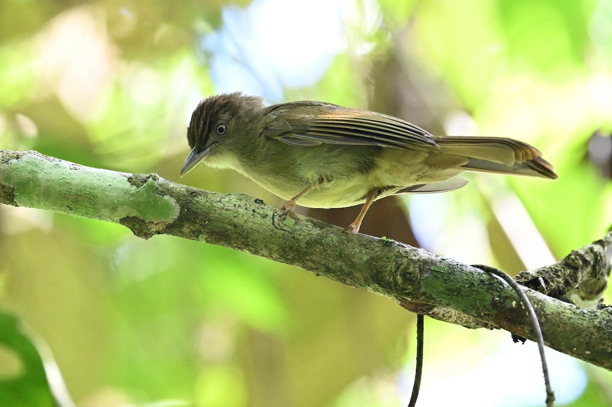 Charlotte's Bulbul - Jacob Lai