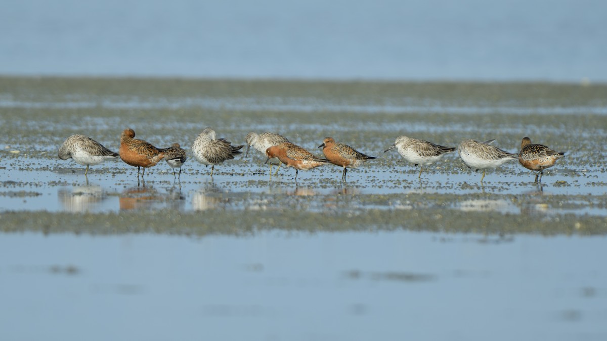 Great Knot - ML618614926