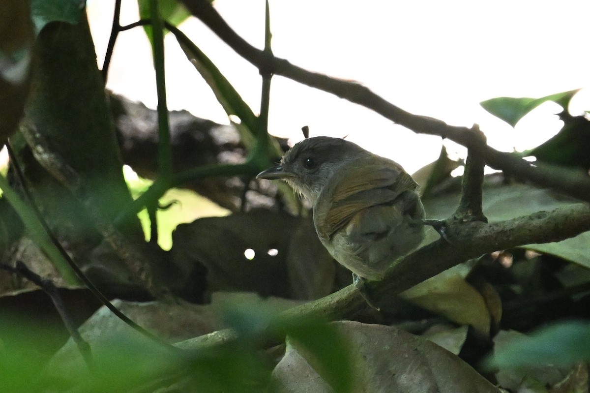 Sooty-capped Babbler - Jacob Lai