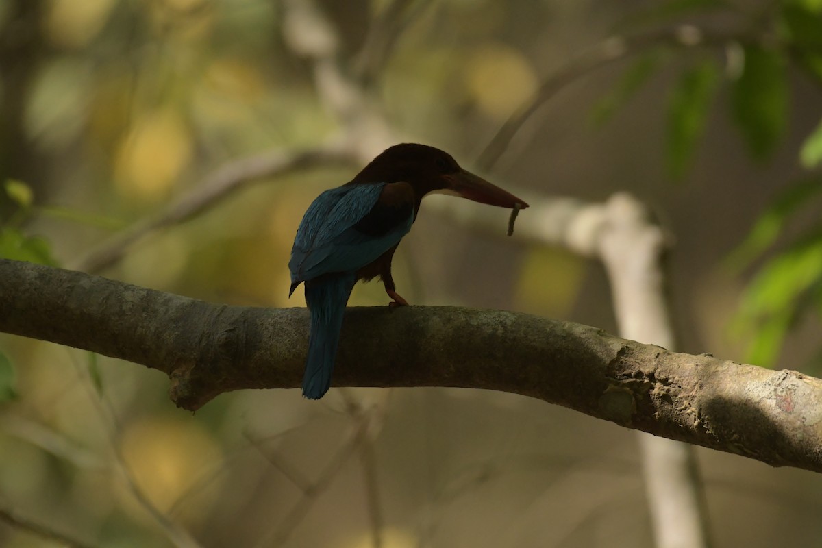 White-throated Kingfisher - ML618614952