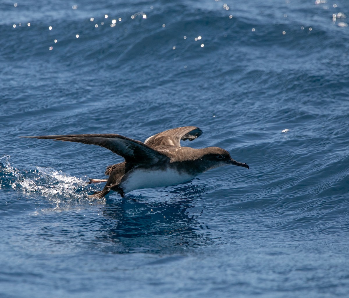 Hutton's Shearwater - ML618614971