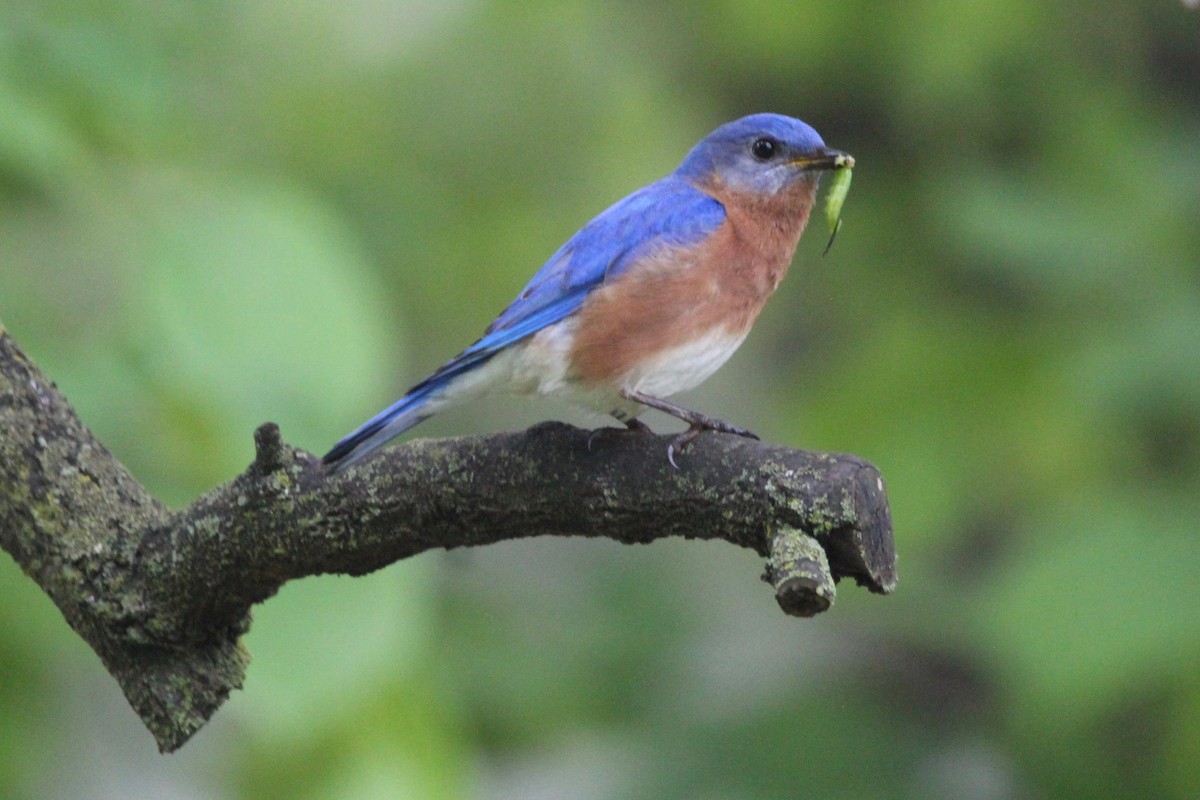 Eastern Bluebird - ML618614976