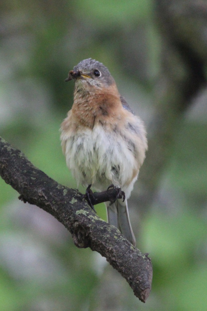 Eastern Bluebird - ML618614978