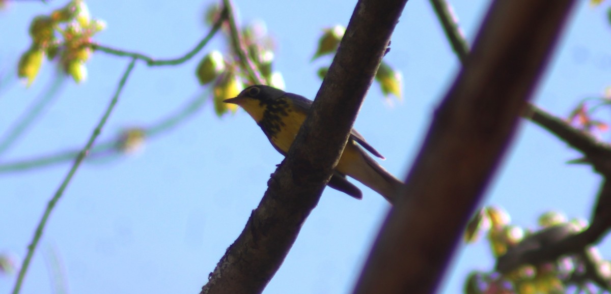 Canada Warbler - BJ dooley