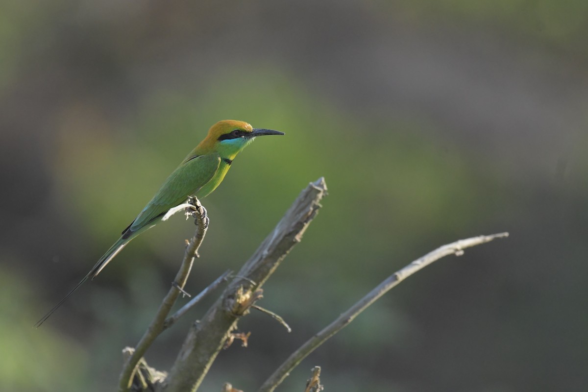 Asian Green Bee-eater - ML618615004
