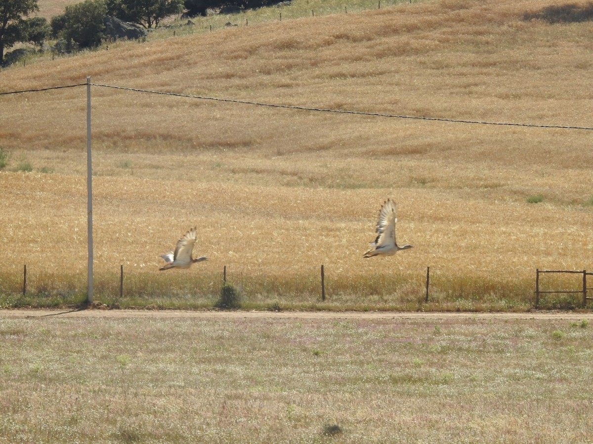 Great Bustard - Mário Ruivo