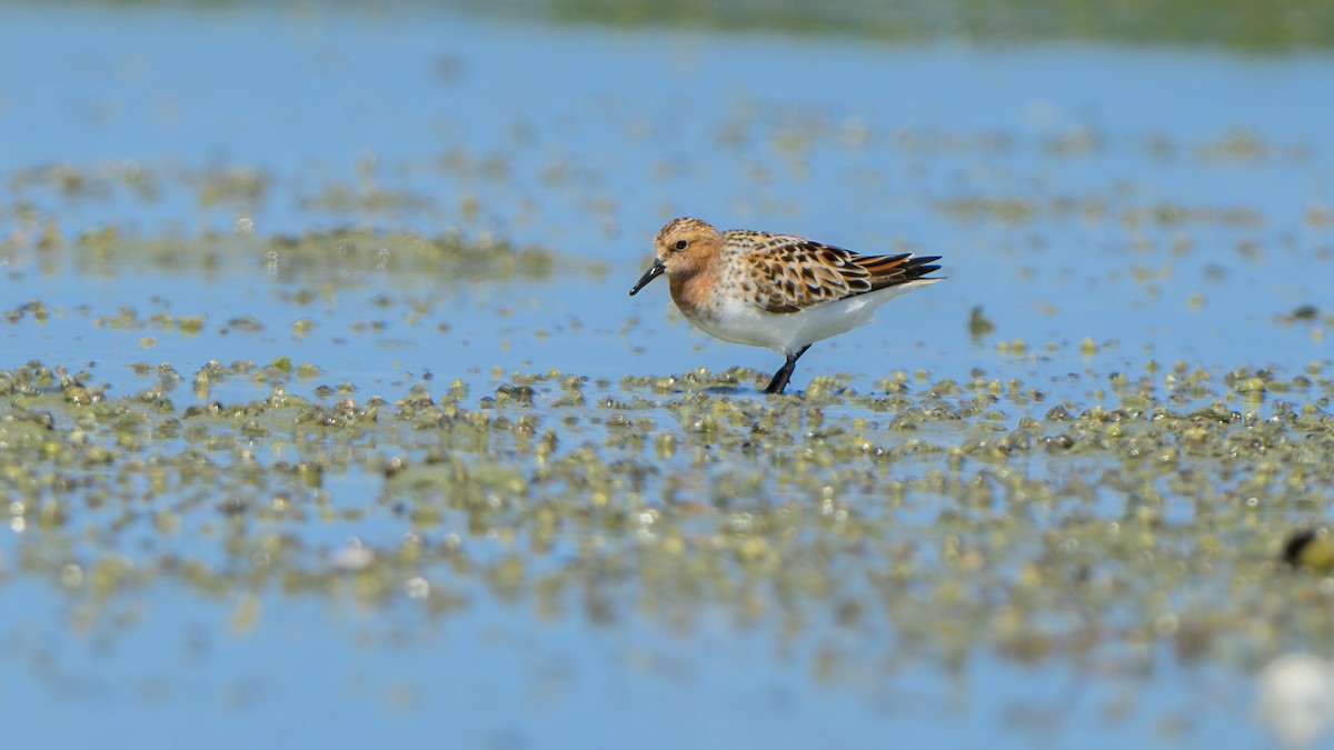 Rotkehl-Strandläufer - ML618615020