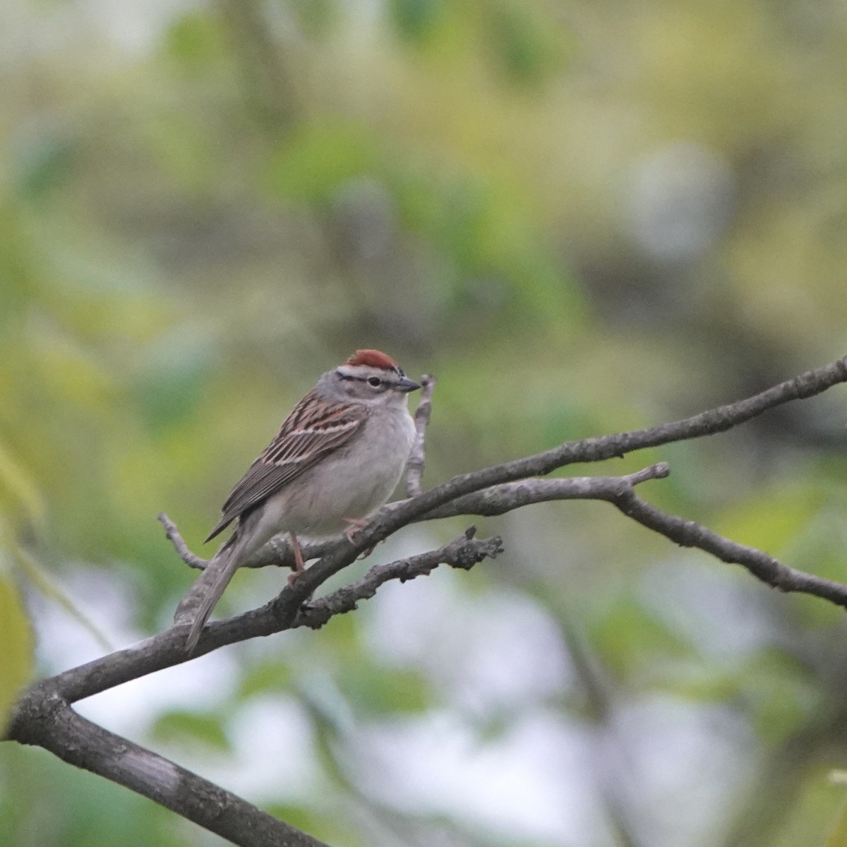 Chipping Sparrow - ML618615056