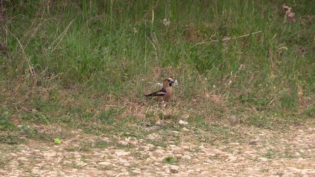 Hawfinch - ML618615076