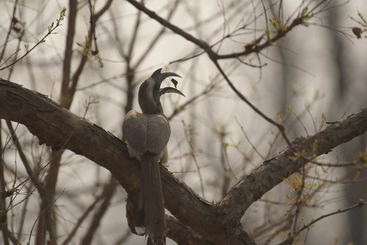 Indian Gray Hornbill - ML618615102