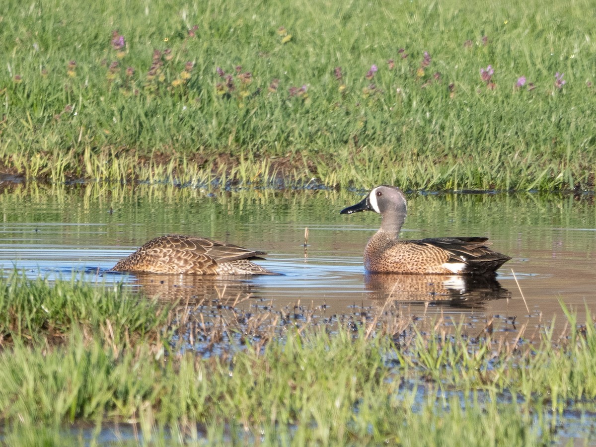 Blue-winged Teal - ML618615104