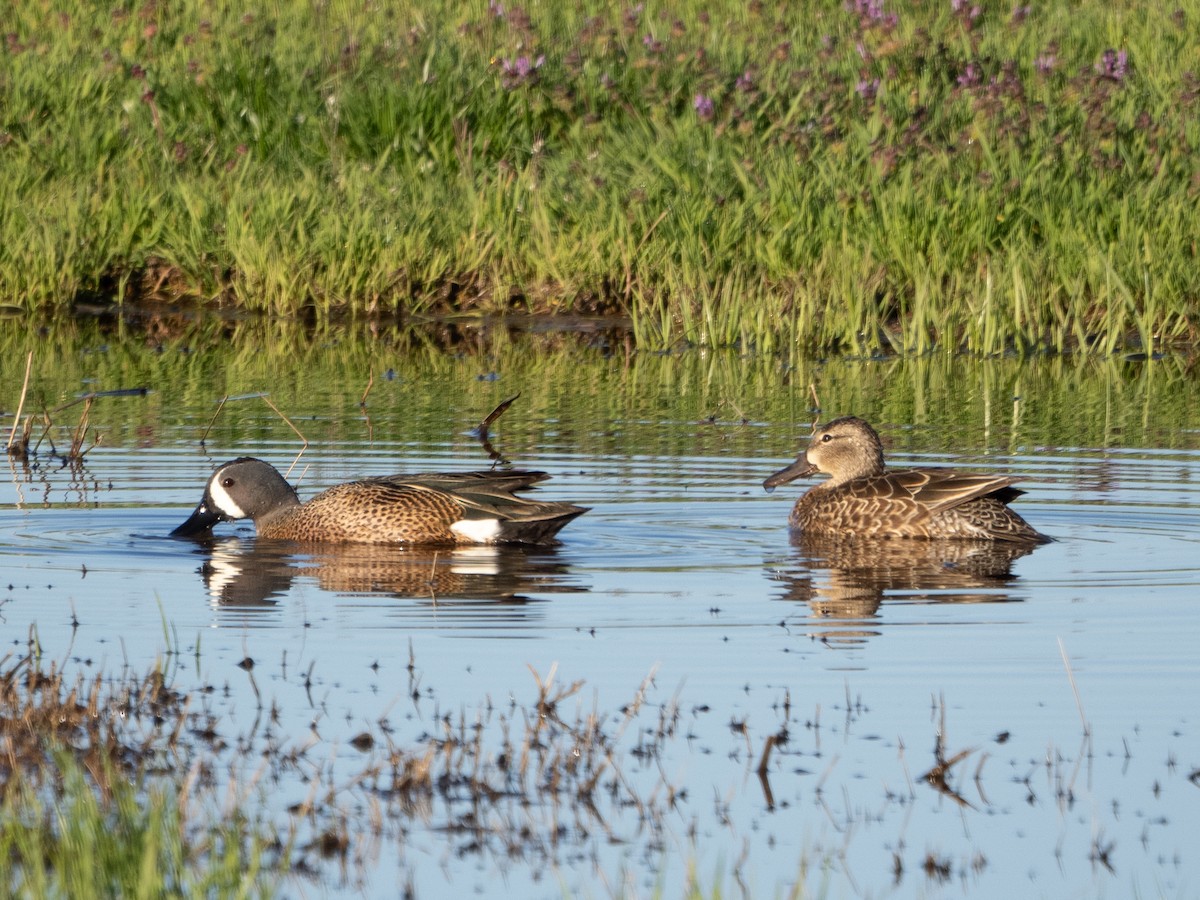 Blue-winged Teal - ML618615105