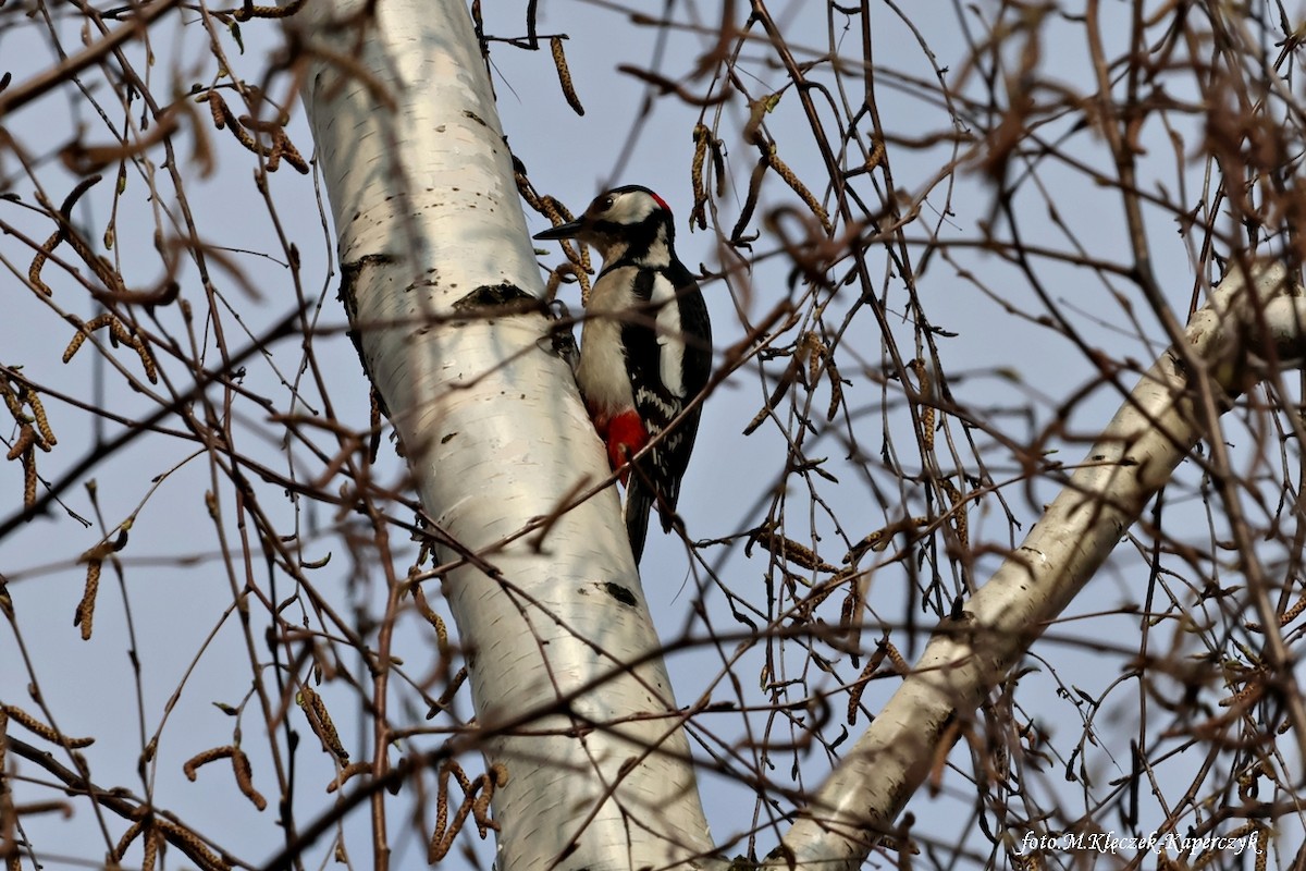 Great Spotted Woodpecker (Great Spotted) - Mirosława Klęczek