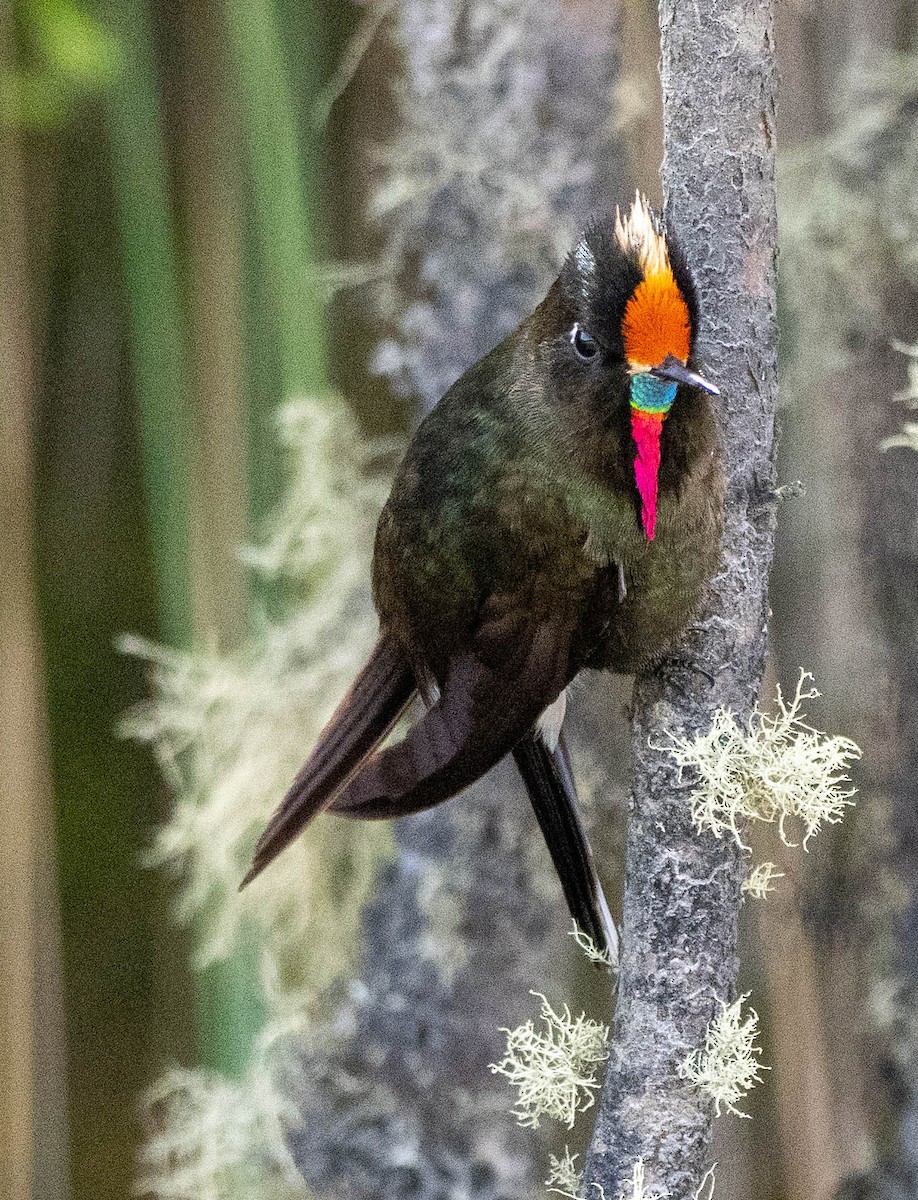 Rainbow-bearded Thornbill - ML618615115