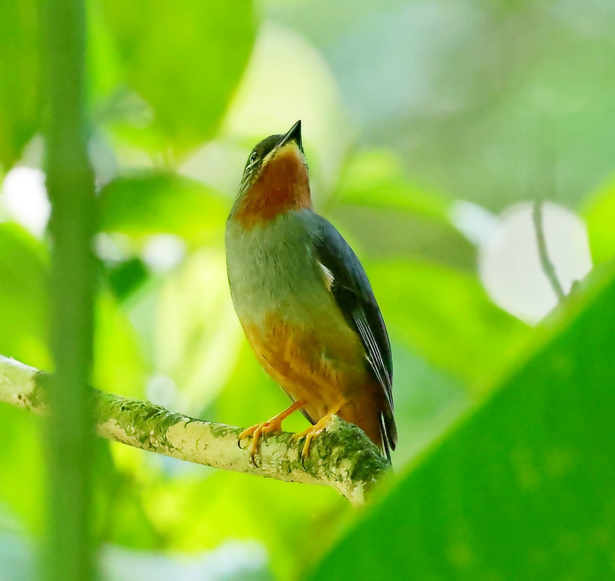 Solitario Gorjirrufo - ML618615132