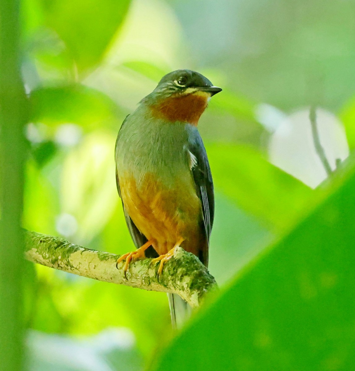 Rufous-throated Solitaire - ML618615133