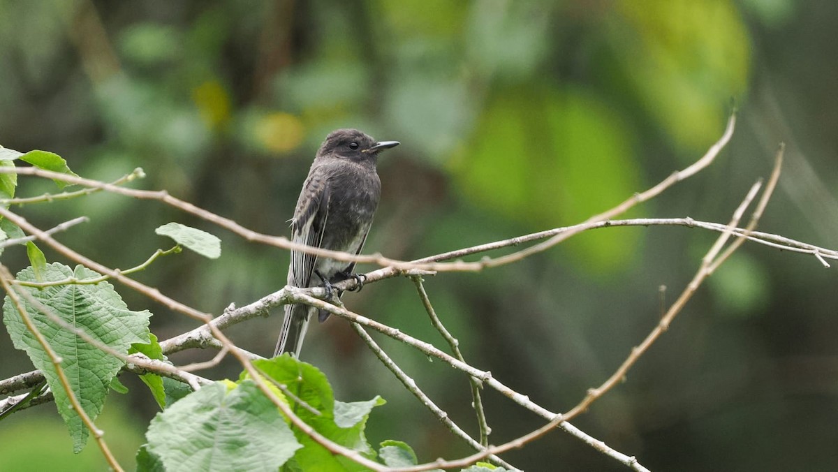 Black Phoebe - ML618615150