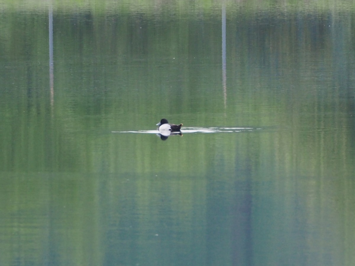 Greater Scaup - ML618615183