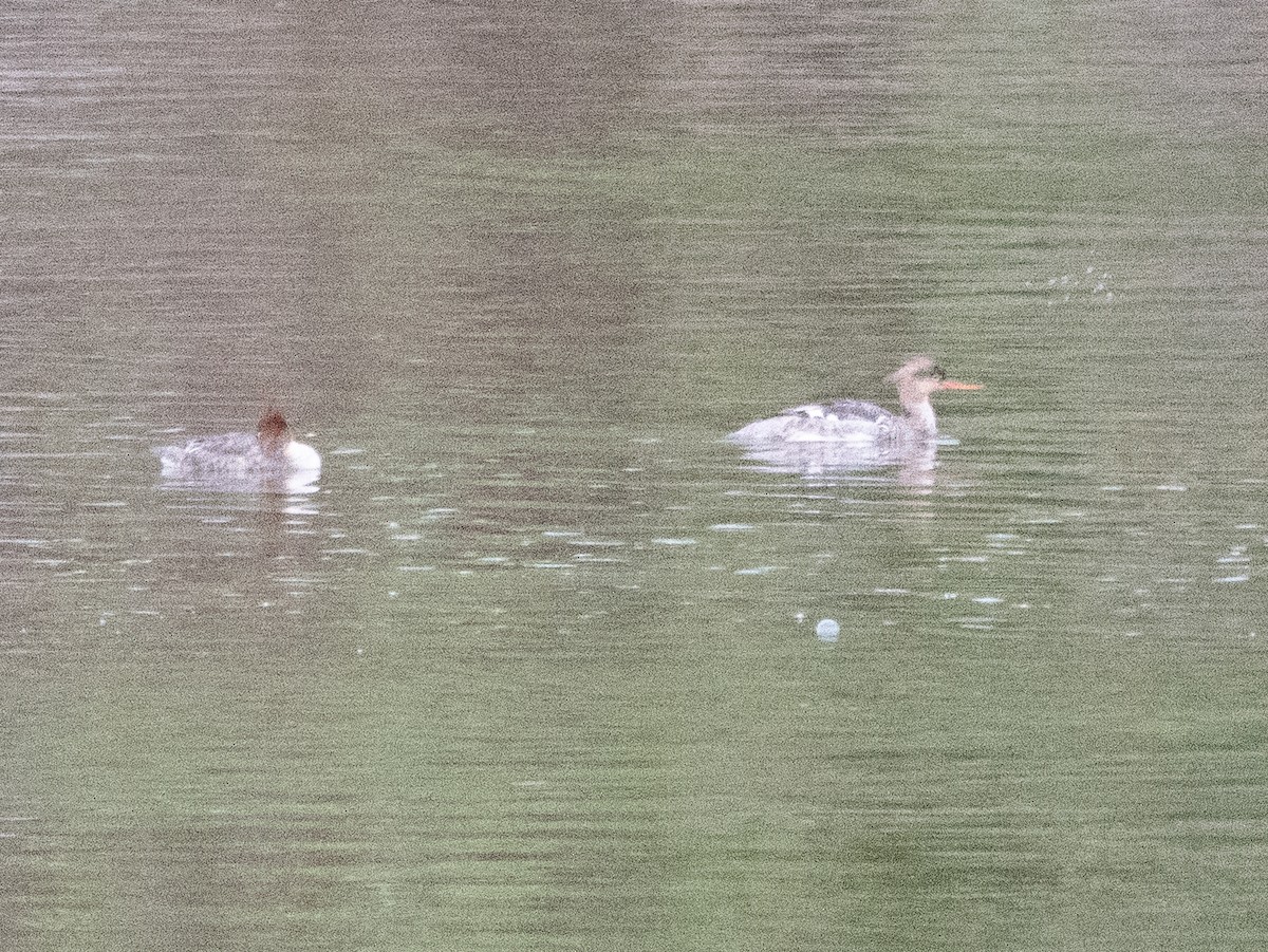 Red-breasted Merganser - ML618615185