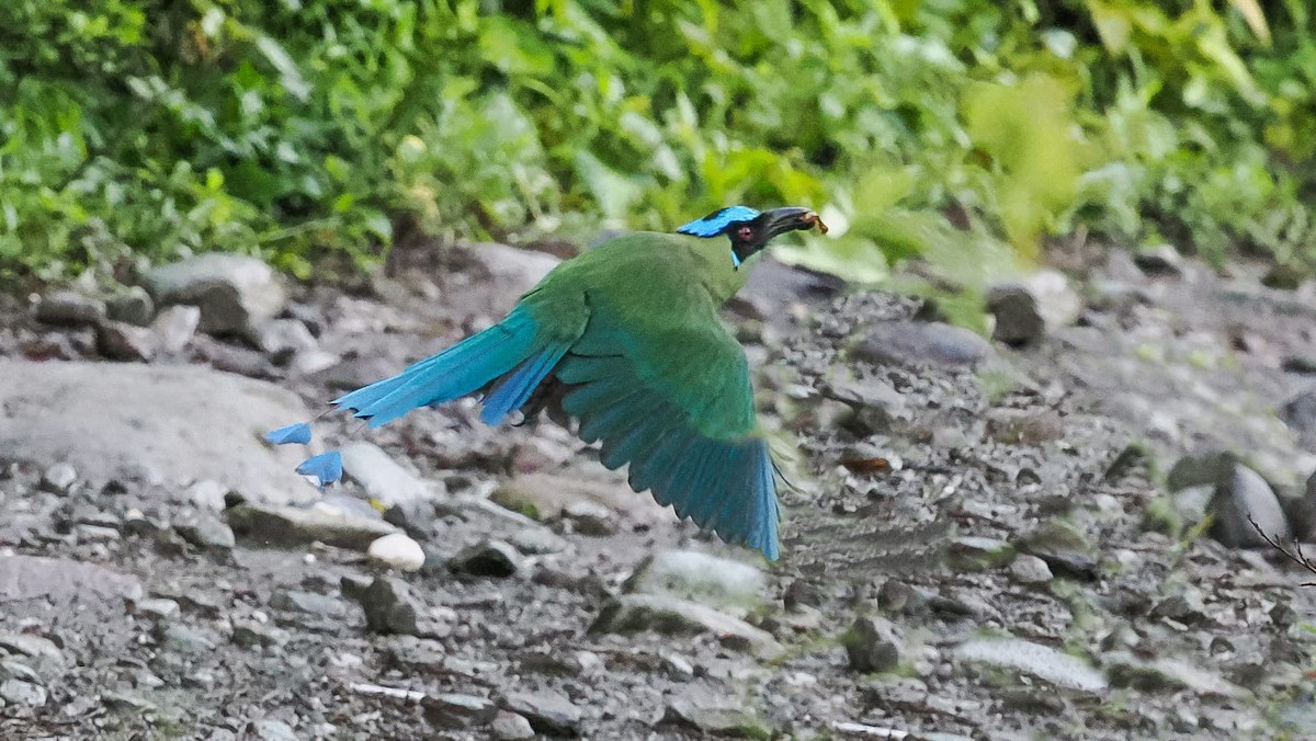 Andean Motmot - ML618615341