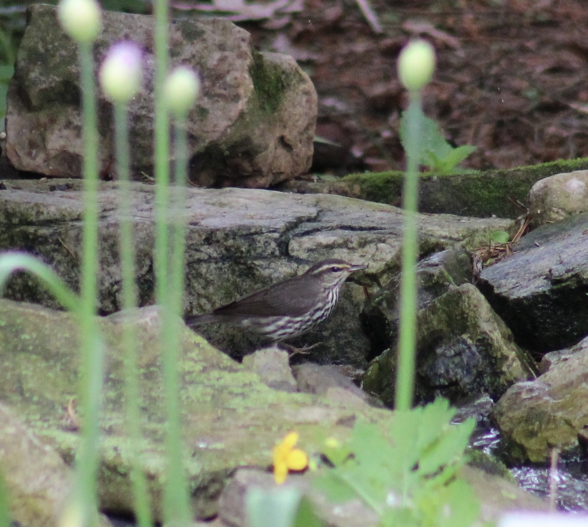 Northern Waterthrush - ML618615360