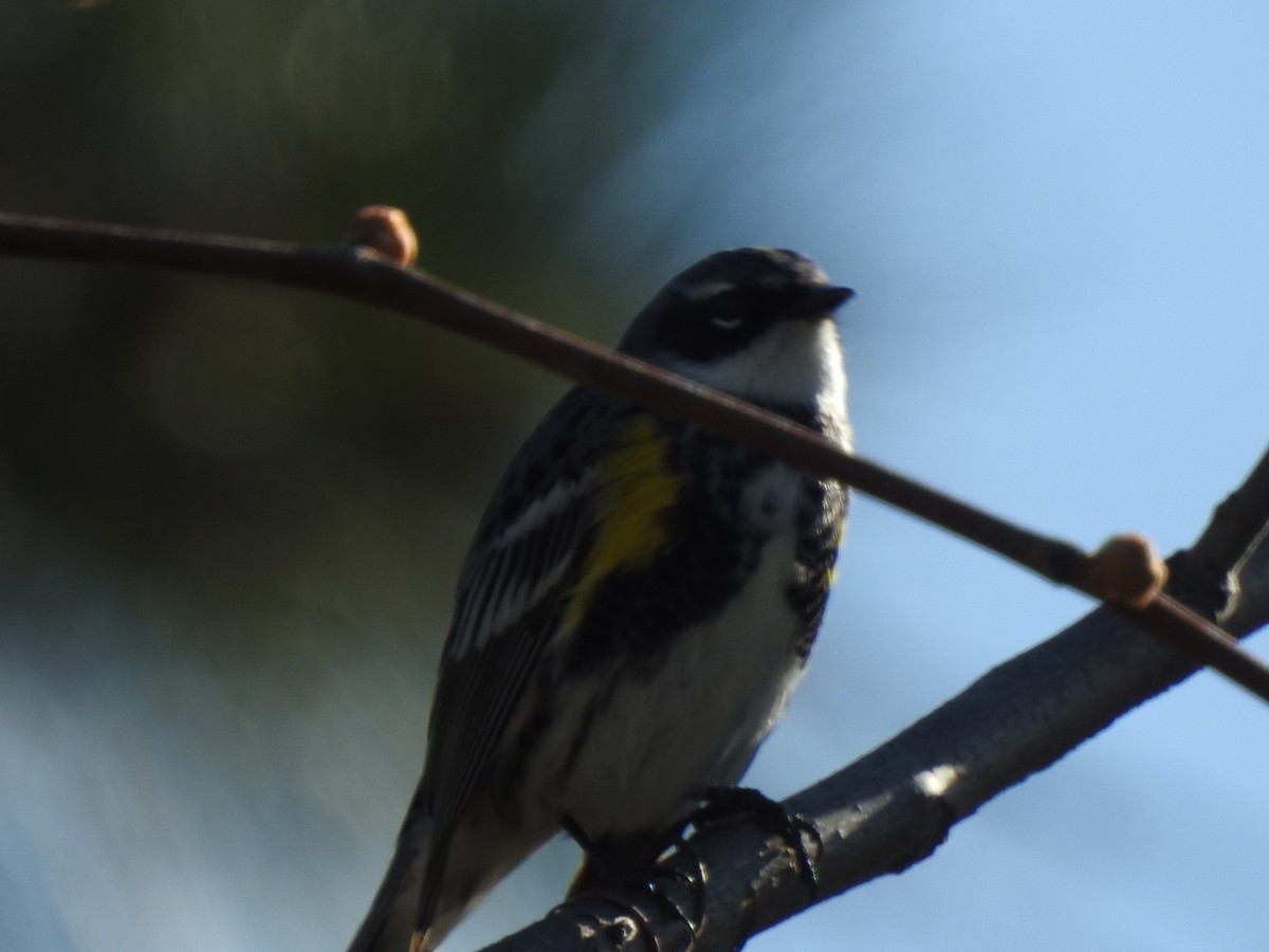 Yellow-rumped Warbler - Jacques Bélanger