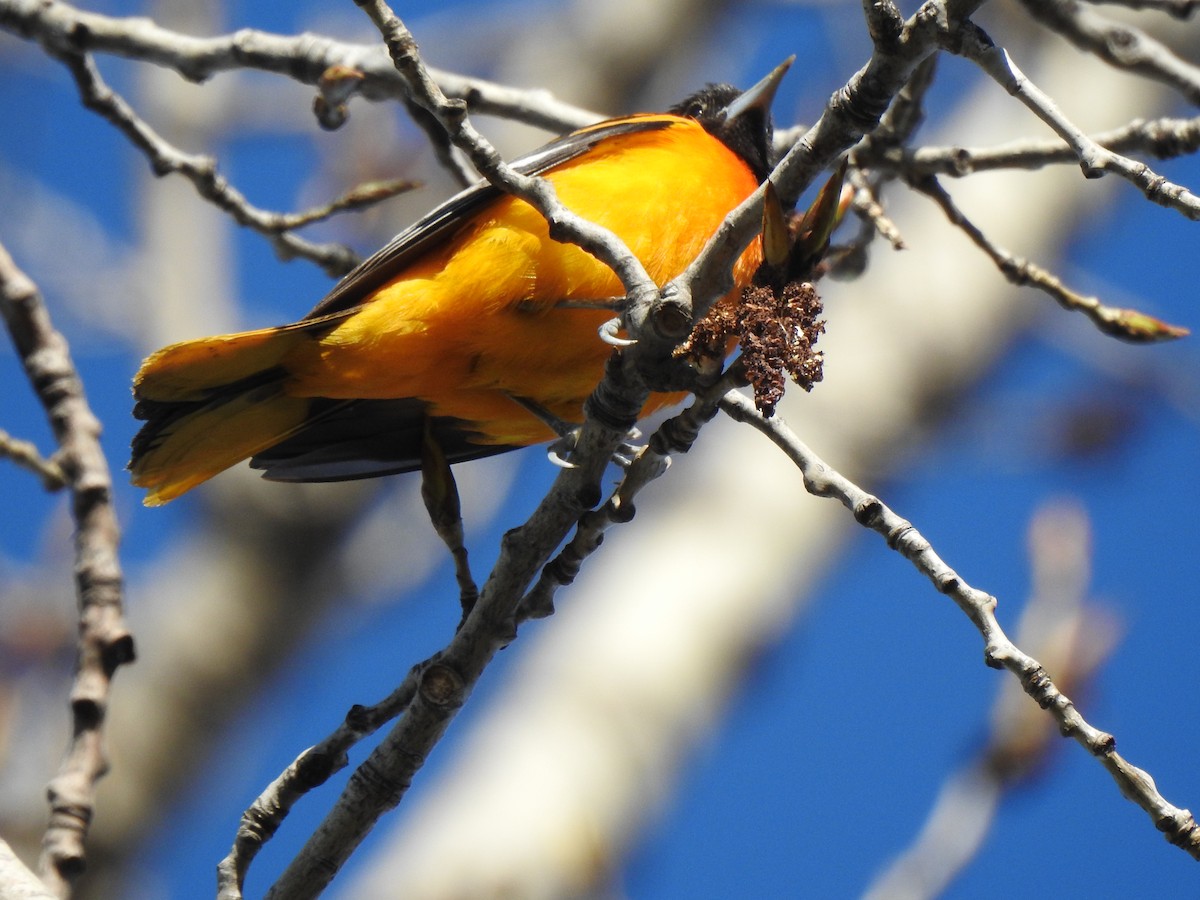 Baltimore Oriole - Jacques Bélanger