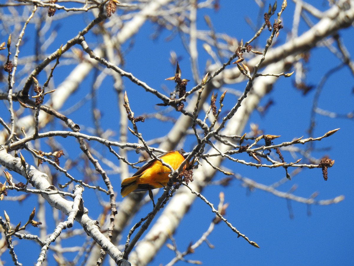 Baltimore Oriole - Jacques Bélanger