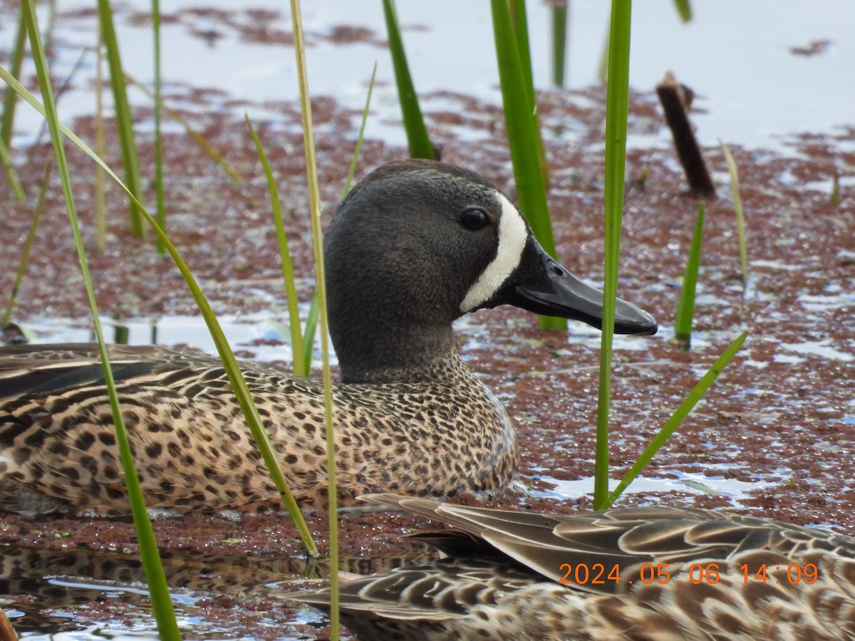 Blue-winged Teal - ML618615399